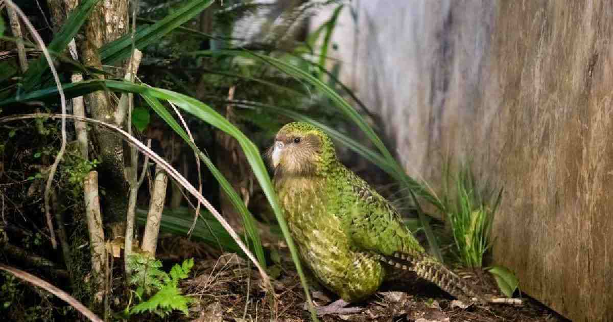Kakapo crowns New Zealand's Bird of the Year for 2020